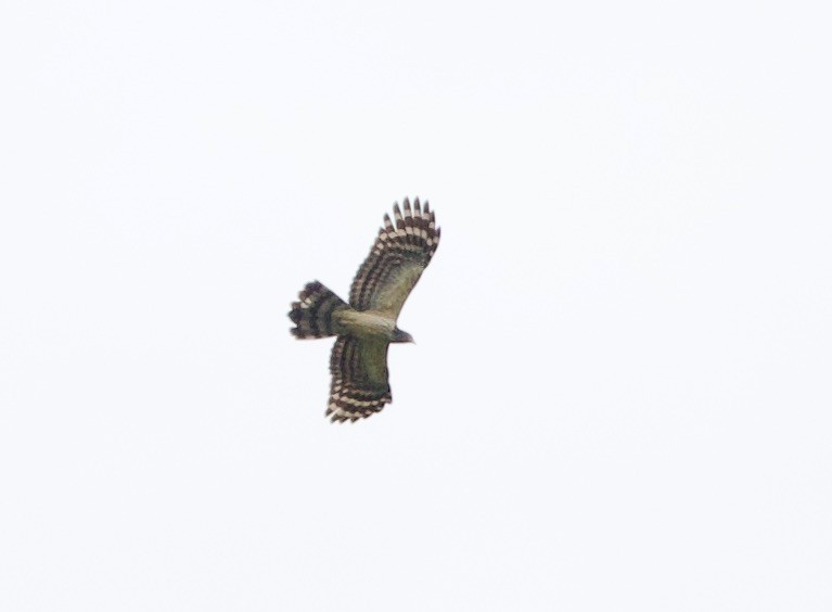 Long-tailed Honey-buzzard - ML620799196