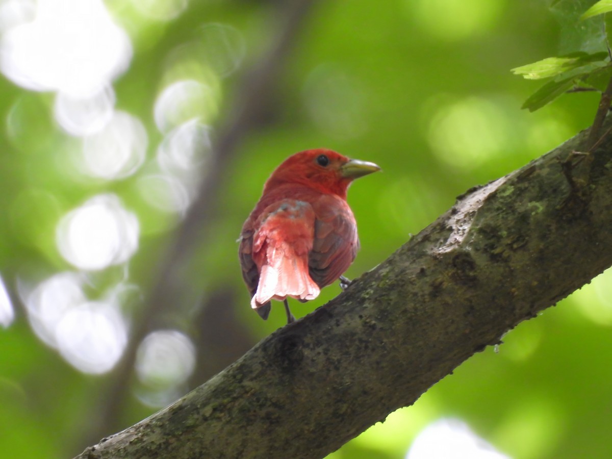 Piranga Roja - ML620799200