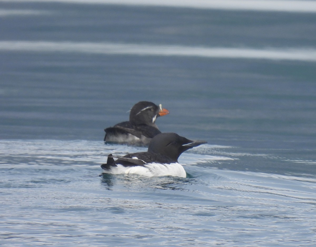 Thick-billed Murre - ML620799202