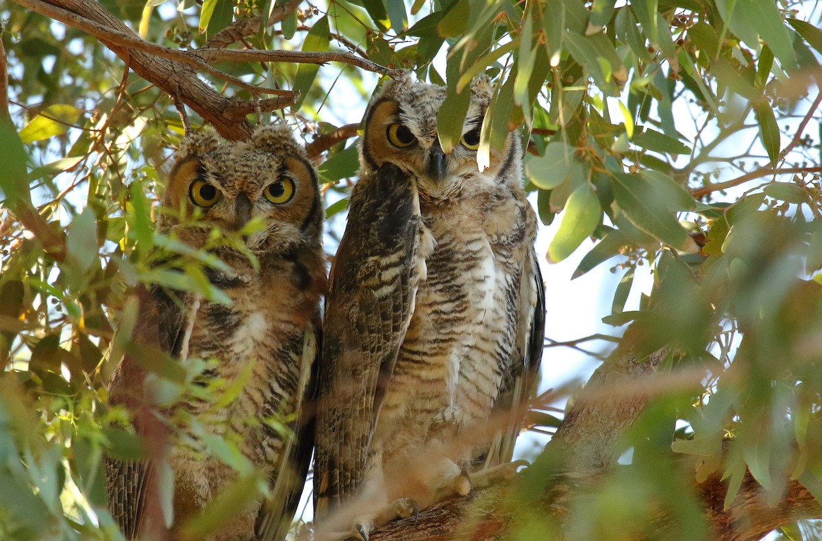 Great Horned Owl - ML620799205