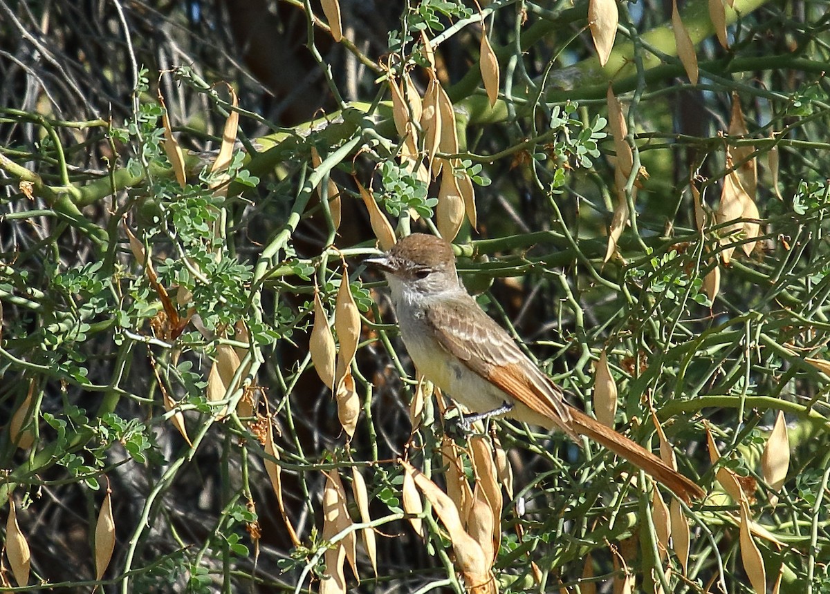 Ash-throated Flycatcher - ML620799207