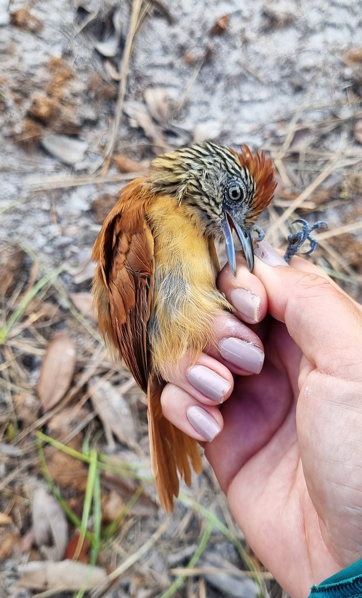 Barred Antshrike - ML620799211