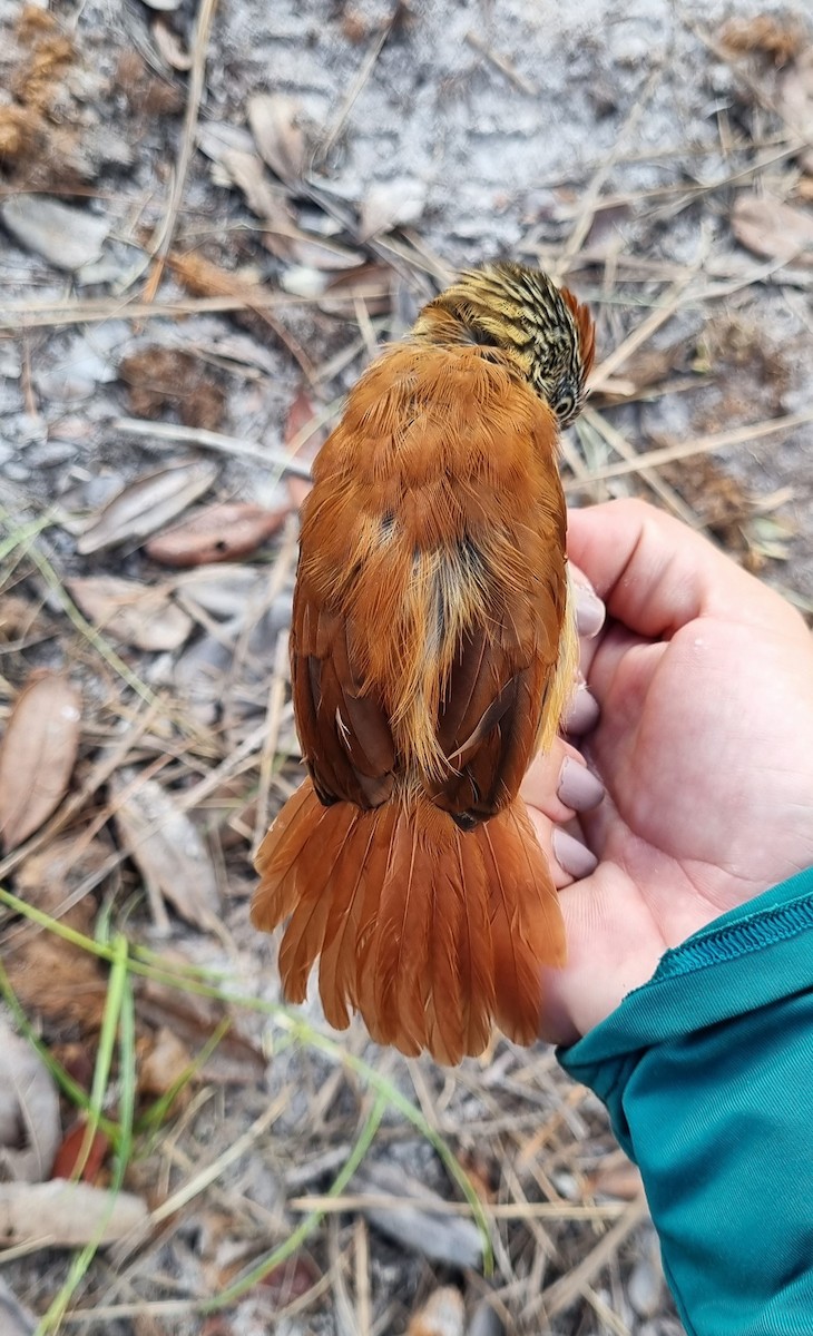 Barred Antshrike - ML620799212