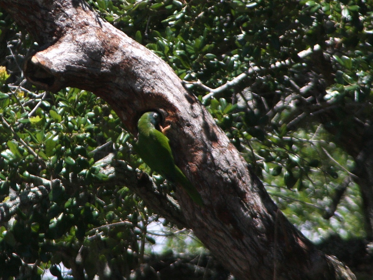 Conure à tête bleue - ML620799213