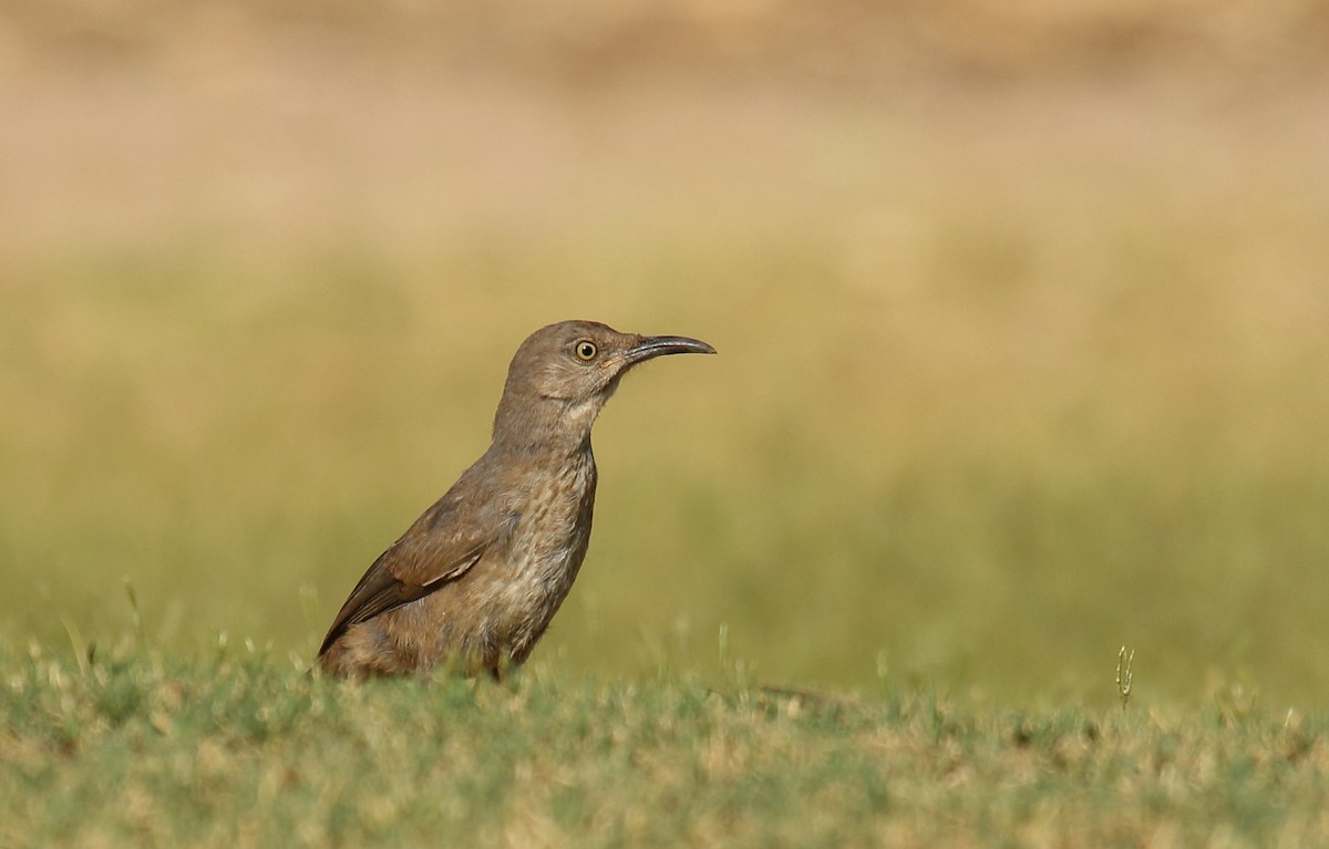 Curve-billed Thrasher - ML620799219