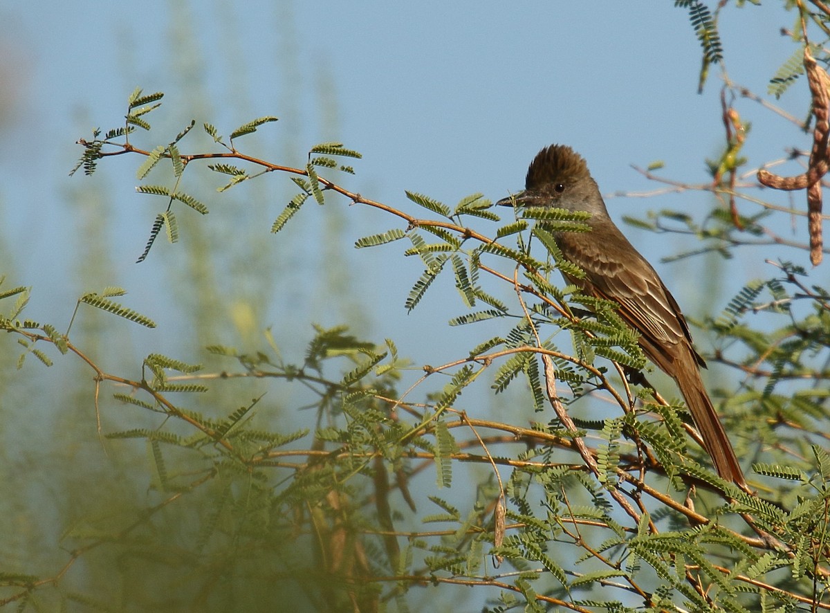 Brown-crested Flycatcher - ML620799224