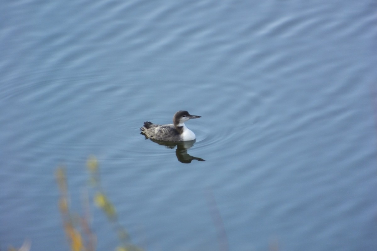 Common Loon - Dave Hanscom