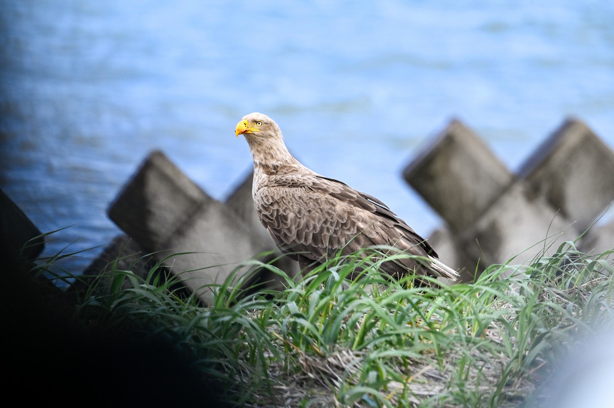 White-tailed Eagle - David Govoni