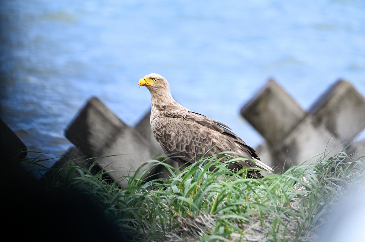 White-tailed Eagle - David Govoni