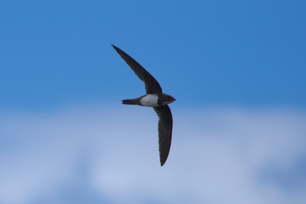 Alpine Swift - ML620799230