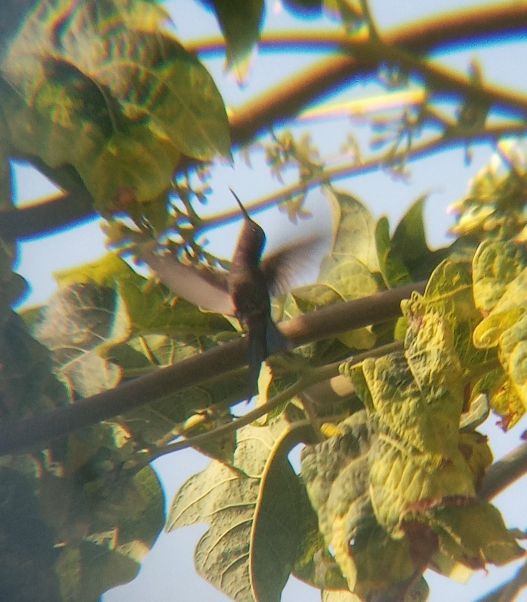 Swallow-tailed Hummingbird - ML620799232