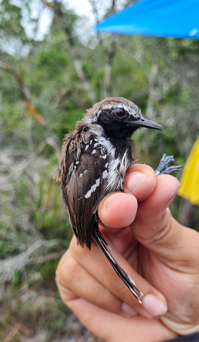 Southern White-fringed Antwren - ML620799243