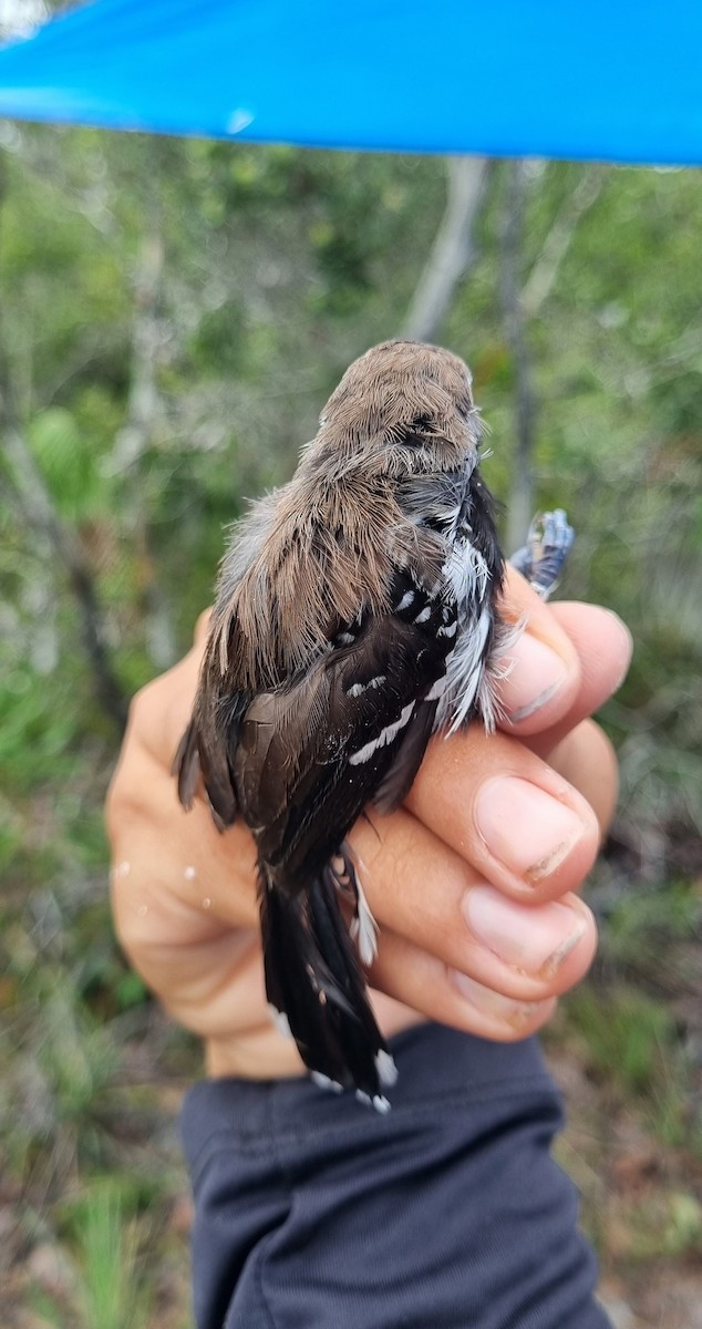 Southern White-fringed Antwren - ML620799244