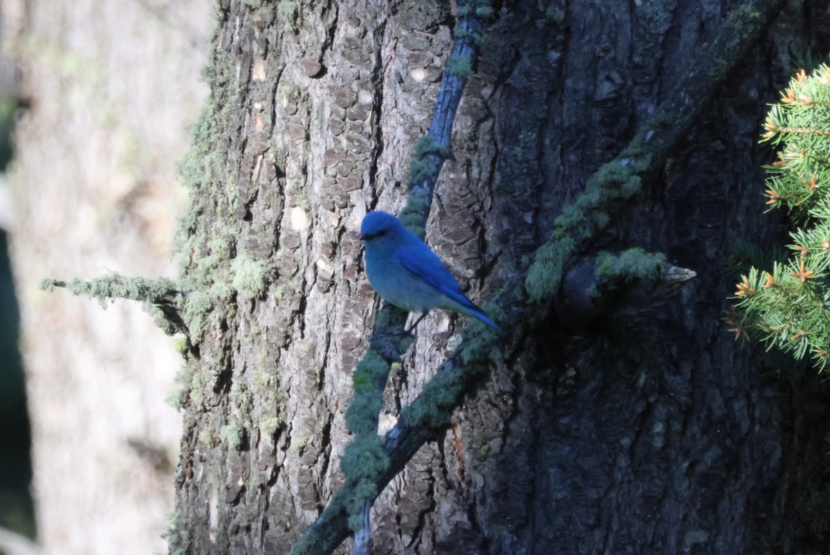 Mountain Bluebird - Pete Fenner