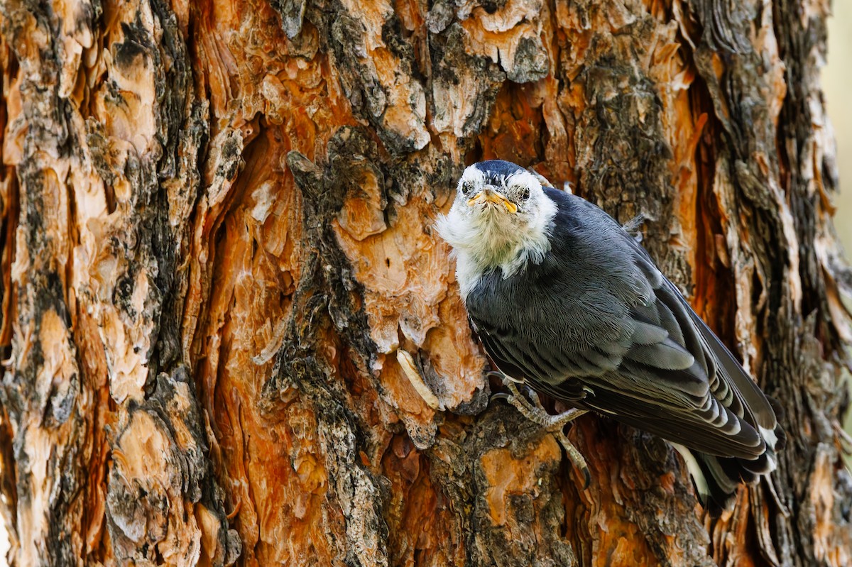 White-breasted Nuthatch - ML620799257