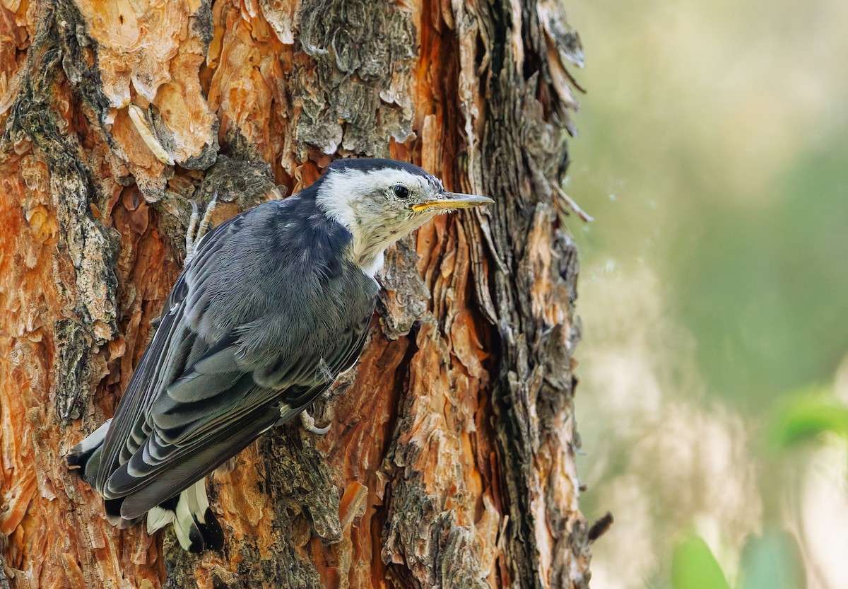 White-breasted Nuthatch - ML620799258