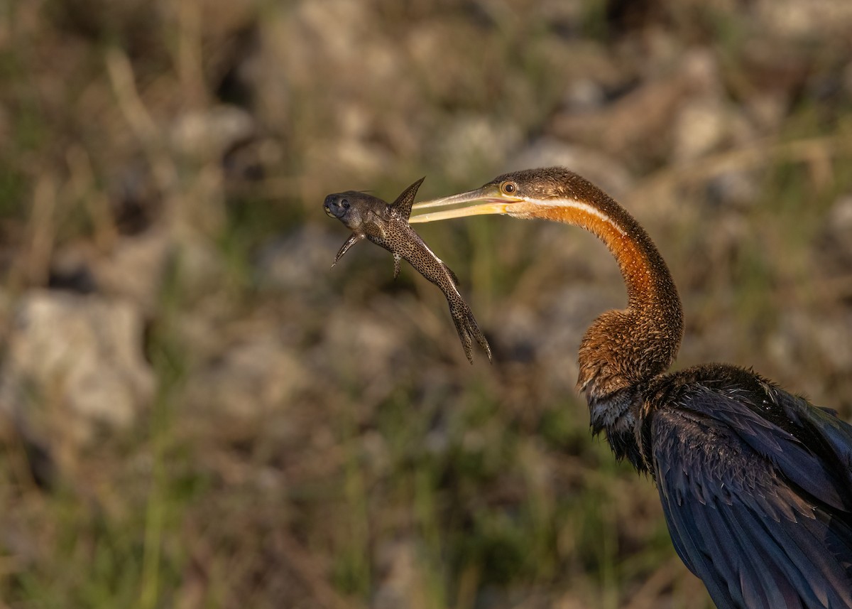 anhinga africká - ML620799259