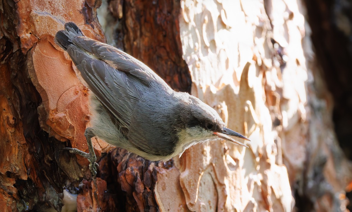 Pygmy Nuthatch - ML620799263