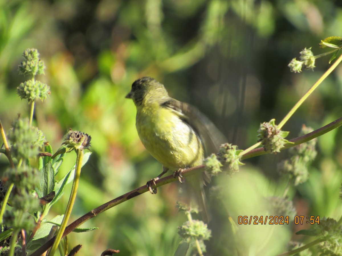 Lesser Goldfinch - ML620799272