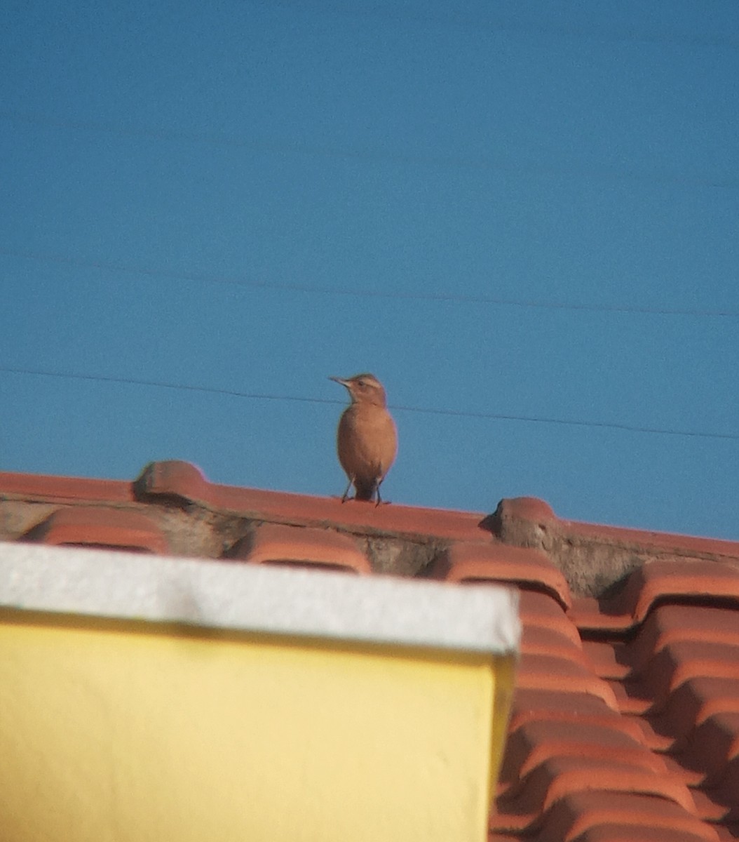 Rufous Hornero - Lucas Almeida