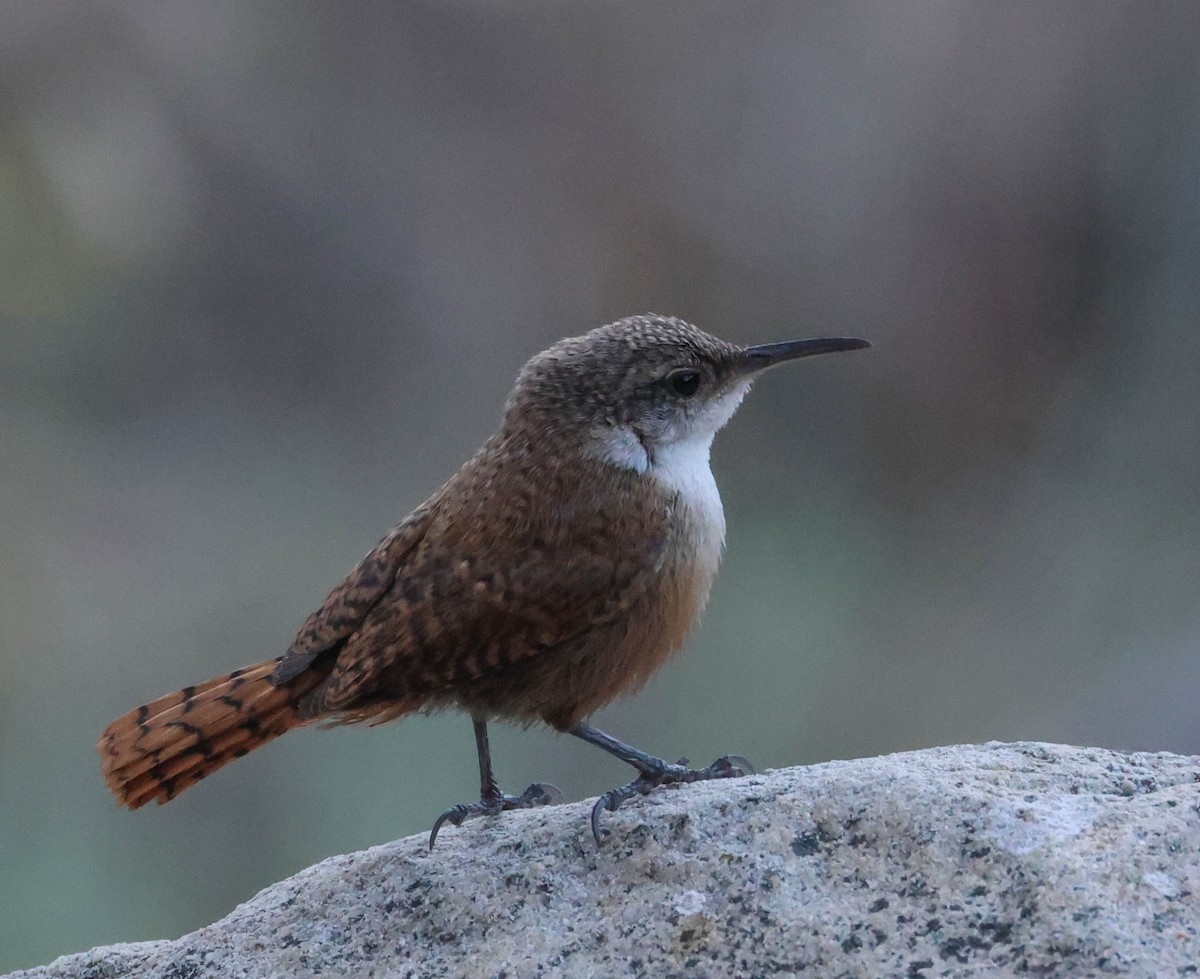 Canyon Wren - ML620799277