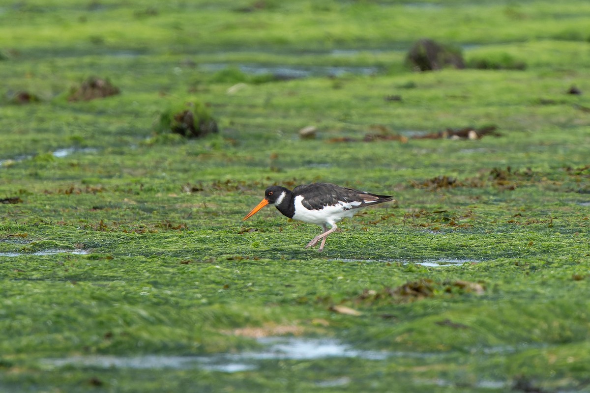 Eurasian Oystercatcher - Carsten Stiller