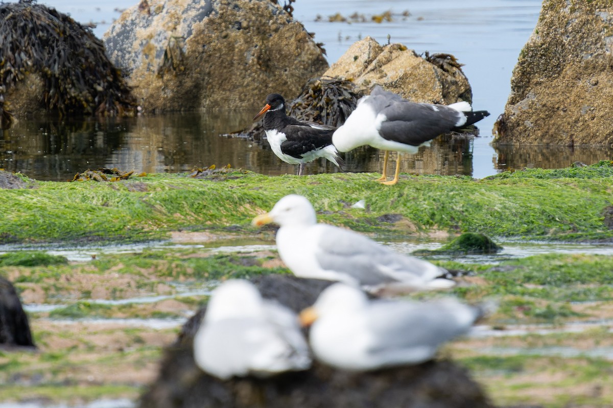 Eurasian Oystercatcher - ML620799279