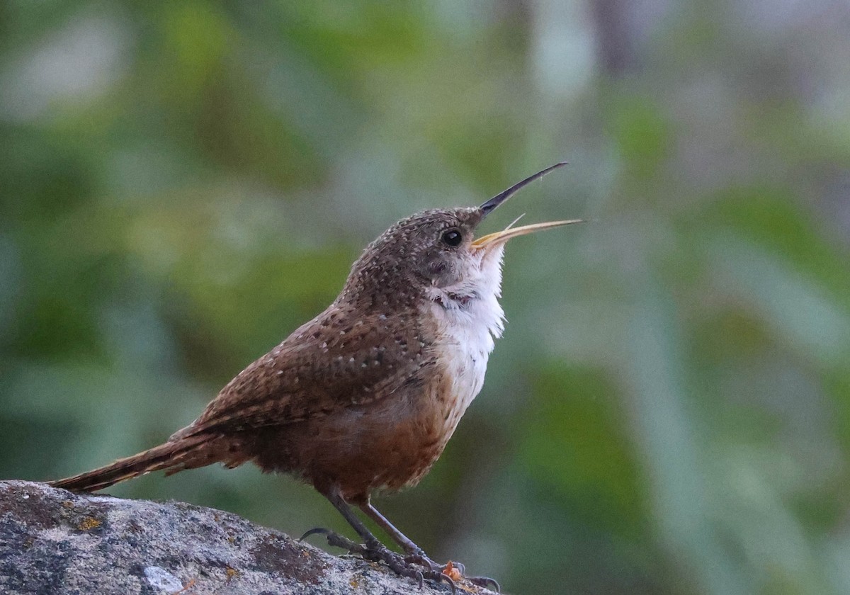 Canyon Wren - ML620799282