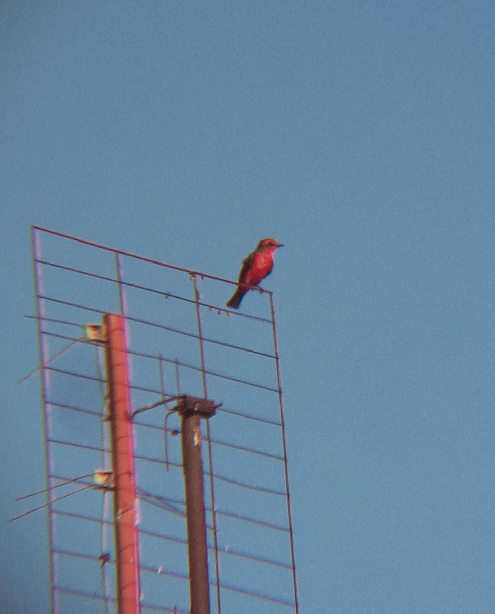 Vermilion Flycatcher - Lucas Almeida