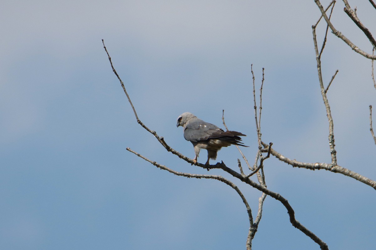 Mississippi Kite - ML620799286