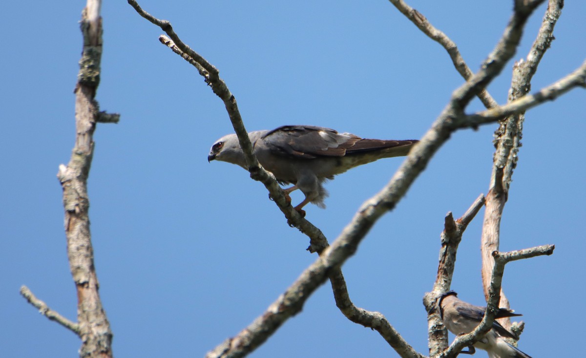 Mississippi Kite - ML620799287