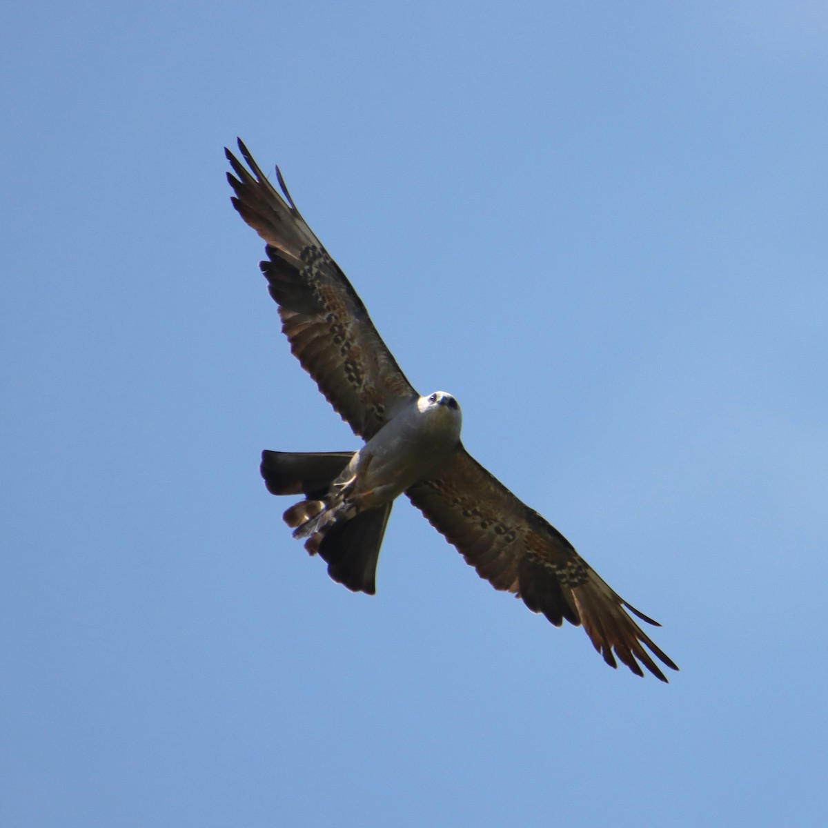 Mississippi Kite - ML620799288