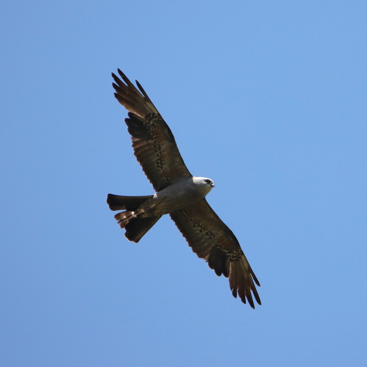 Mississippi Kite - ML620799289