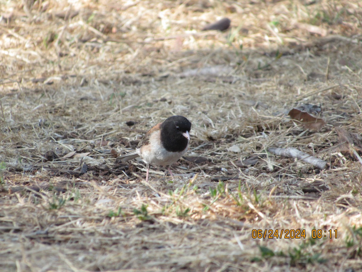 Junco ardoisé - ML620799295