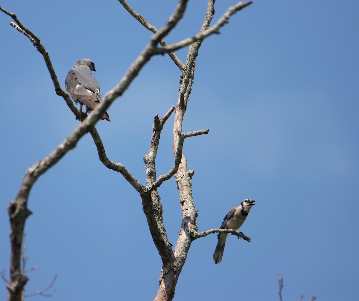 Blue Jay - ML620799298