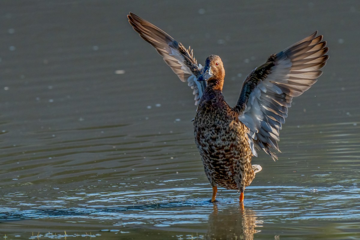 Cinnamon Teal - ML620799299