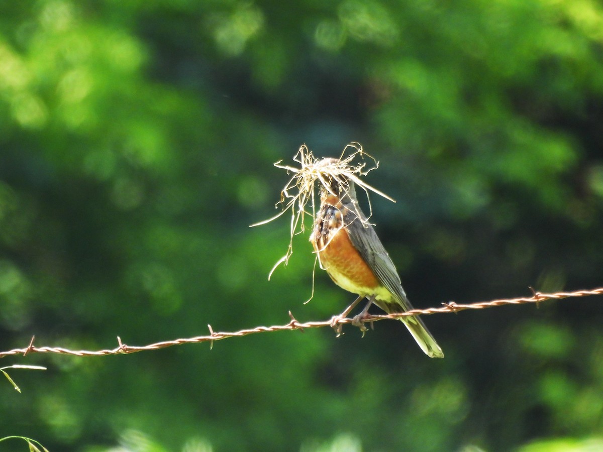 American Robin - ML620799301