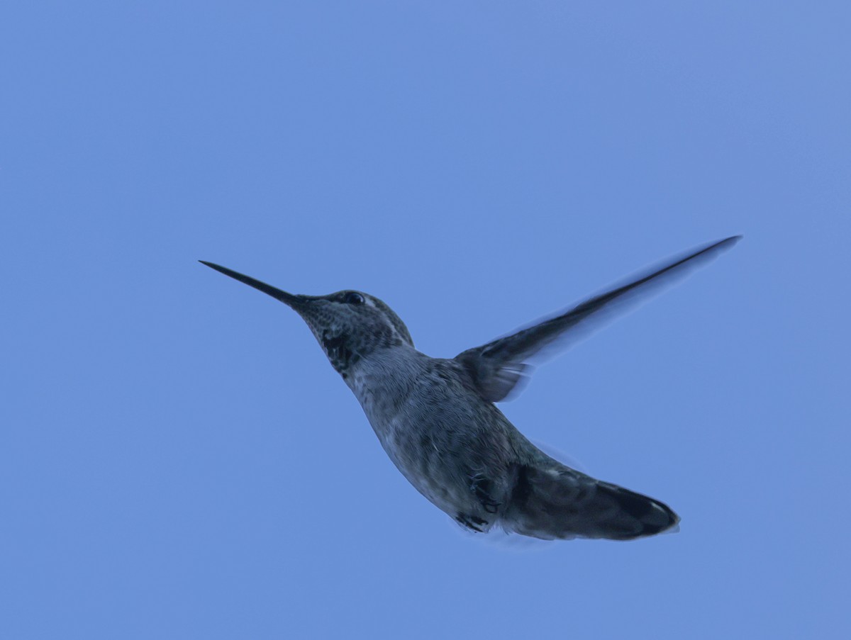 Anna's Hummingbird - ML620799302