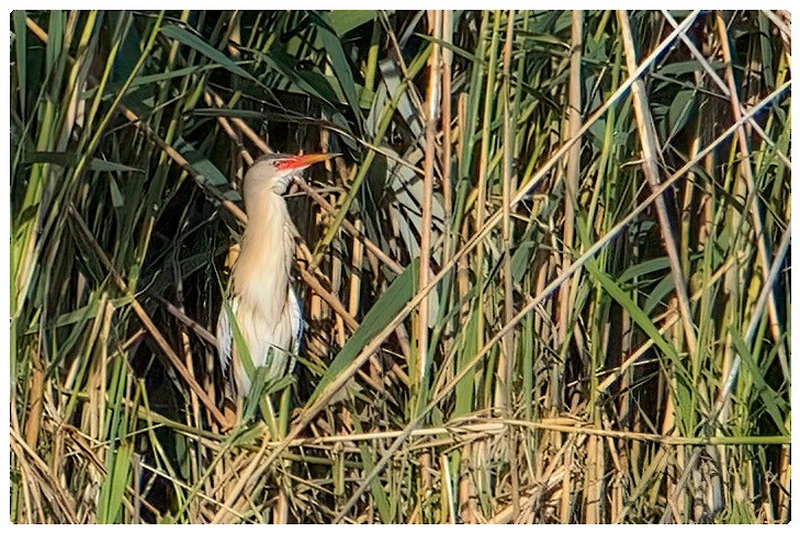 Little Bittern - ML620799303