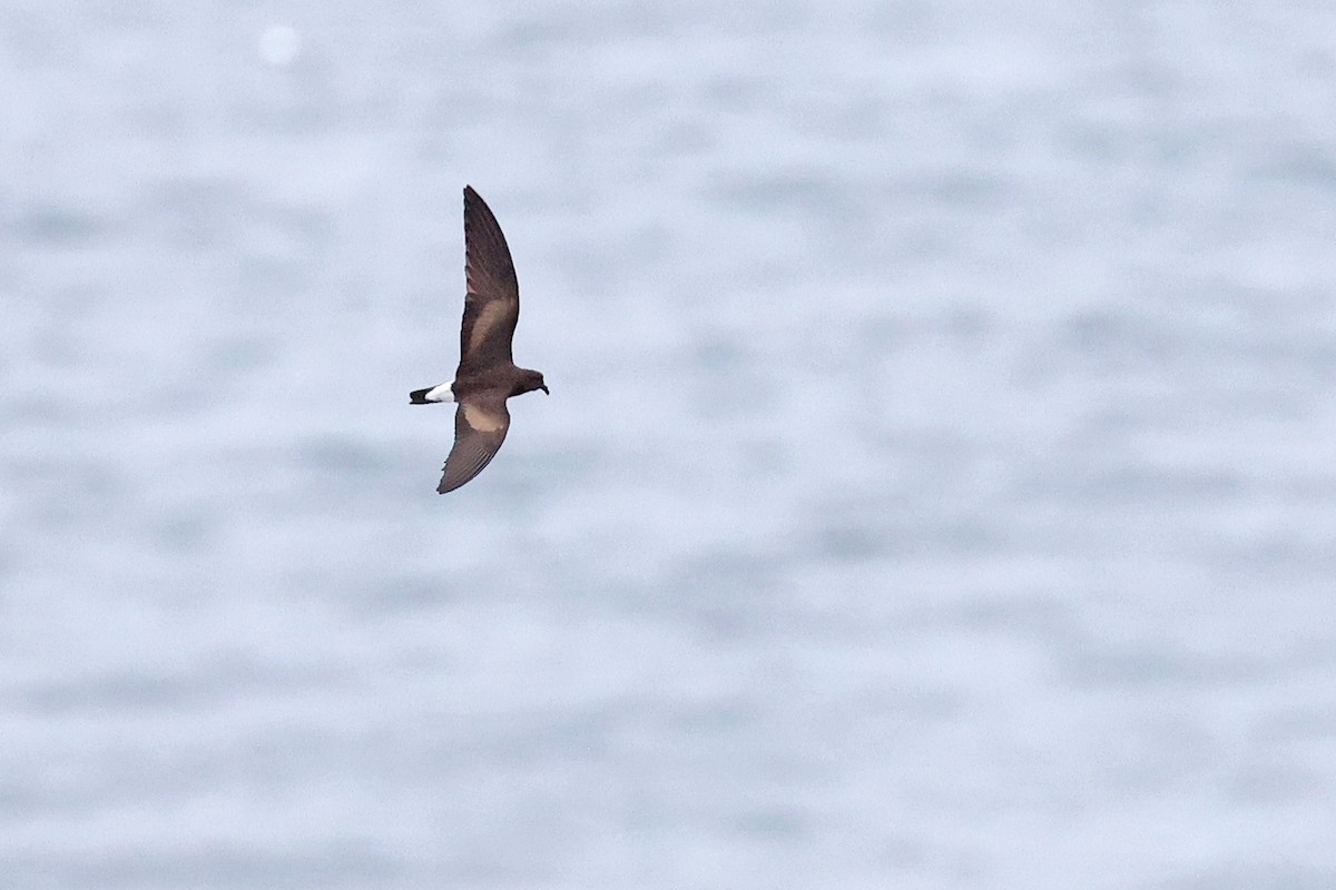 Wedge-rumped Storm-Petrel - ML620799306