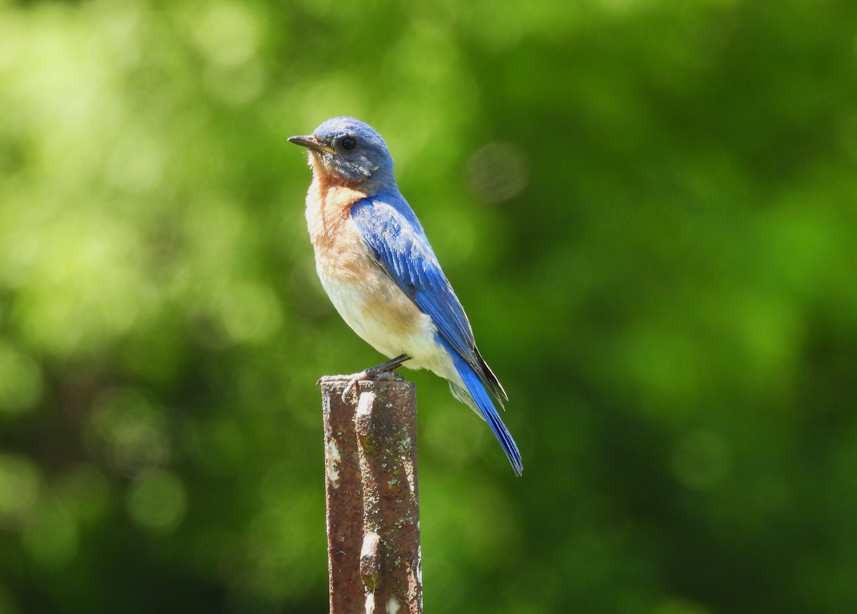 Eastern Bluebird - ML620799307