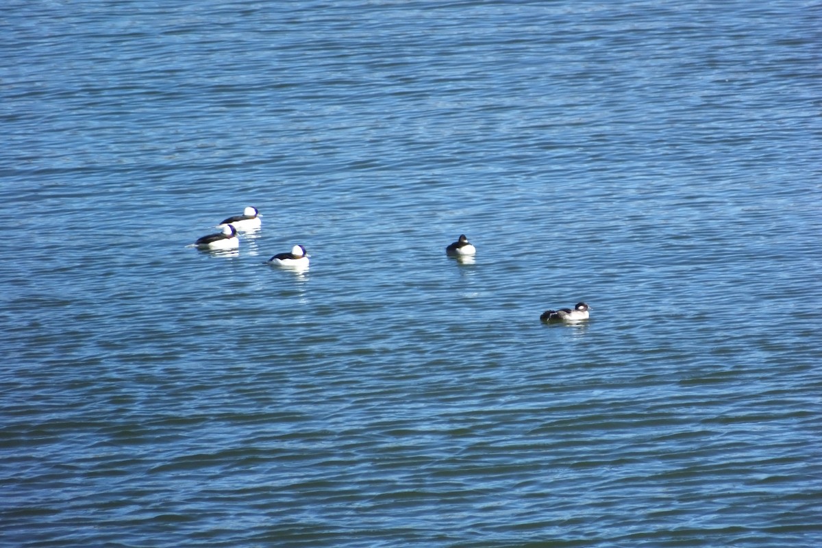 Bufflehead - ML620799308