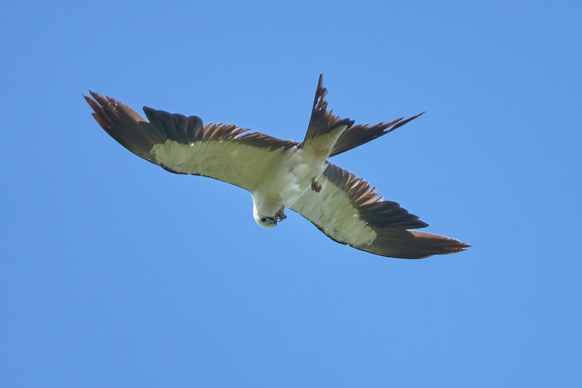 Swallow-tailed Kite - ML620799317