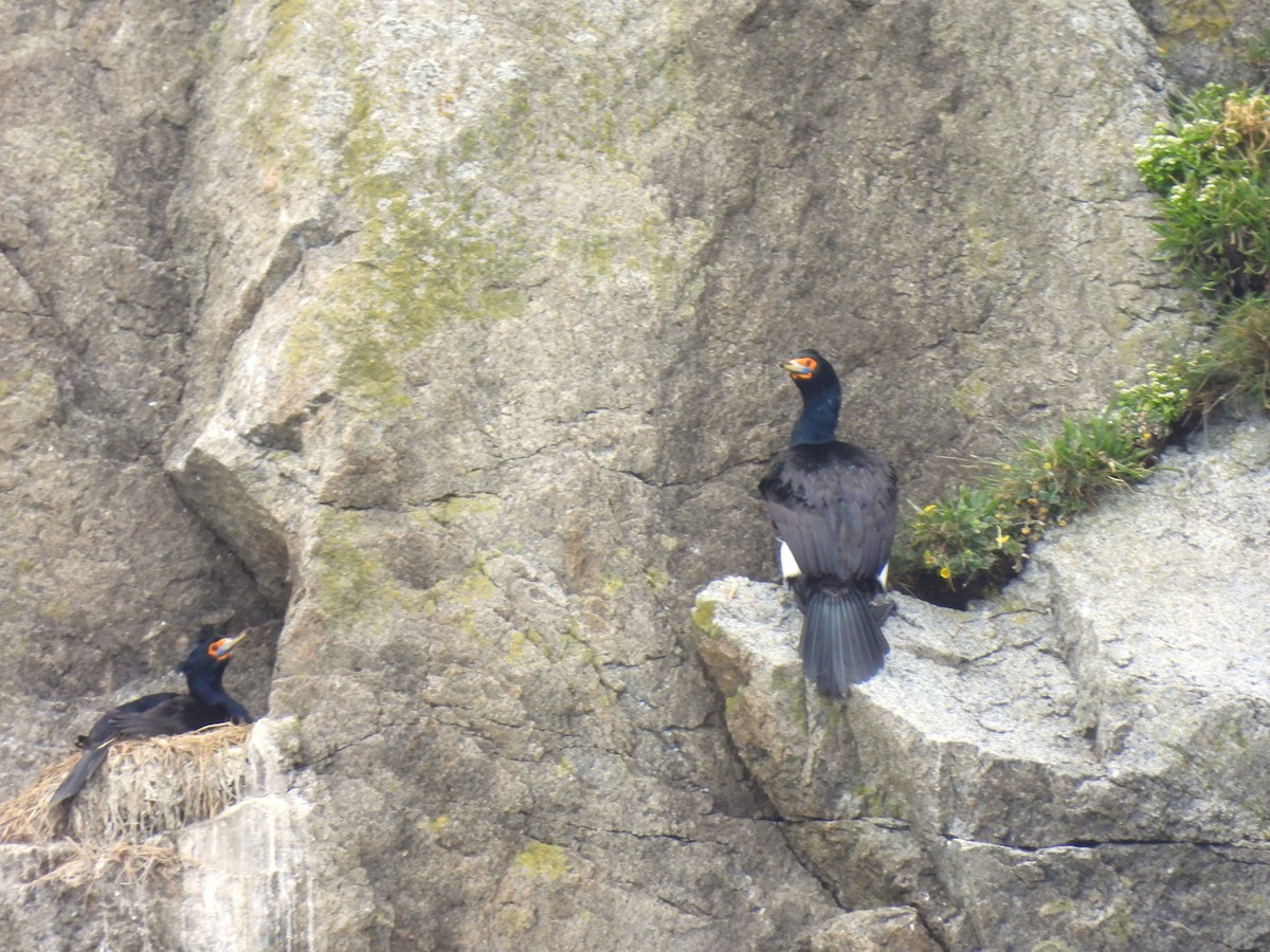 Cormoran à face rouge - ML620799323