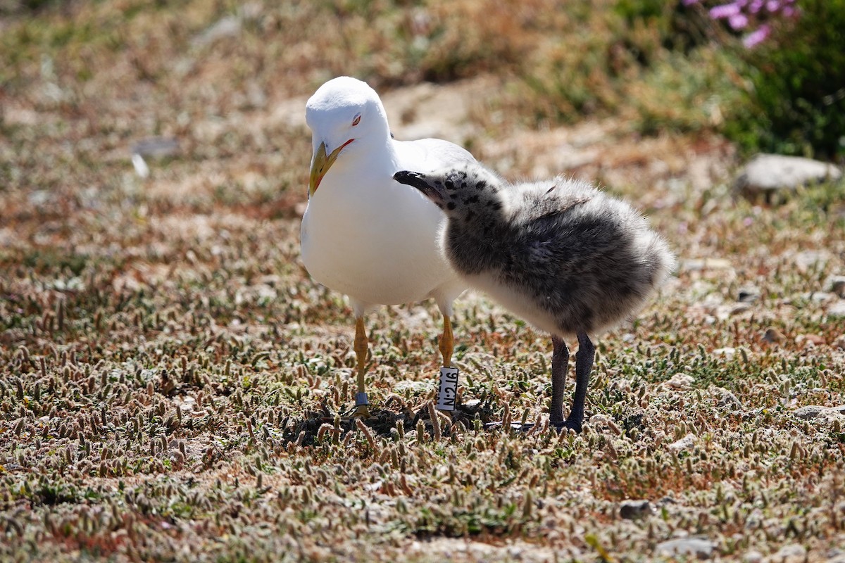 Yellow-legged Gull - ML620799326