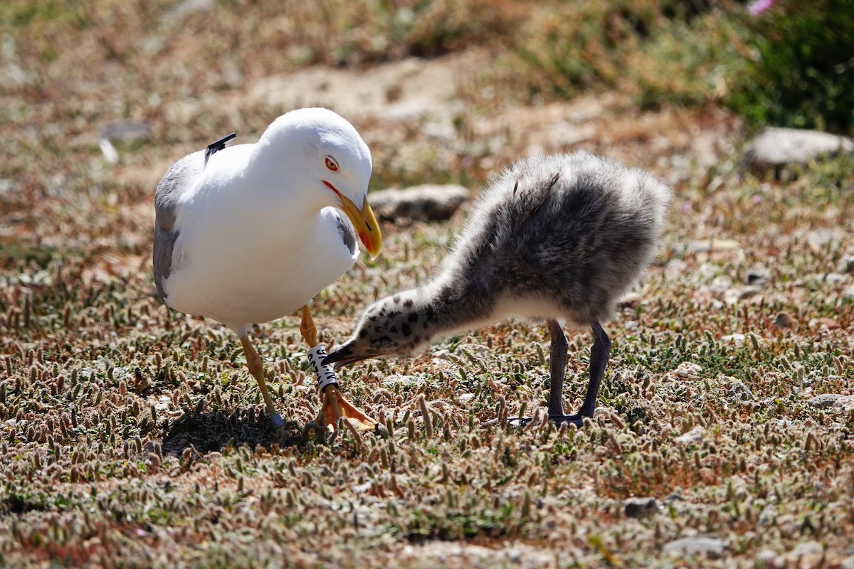 Yellow-legged Gull - ML620799327