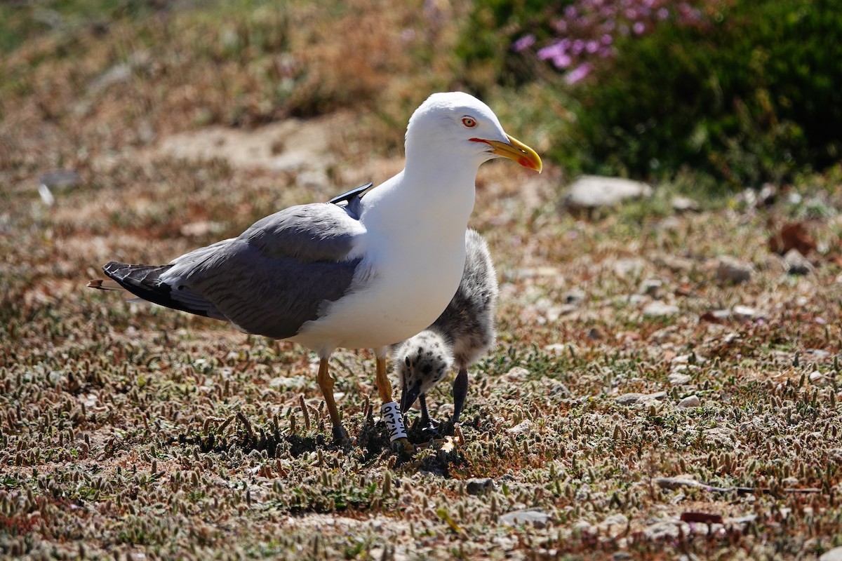 Yellow-legged Gull - ML620799328