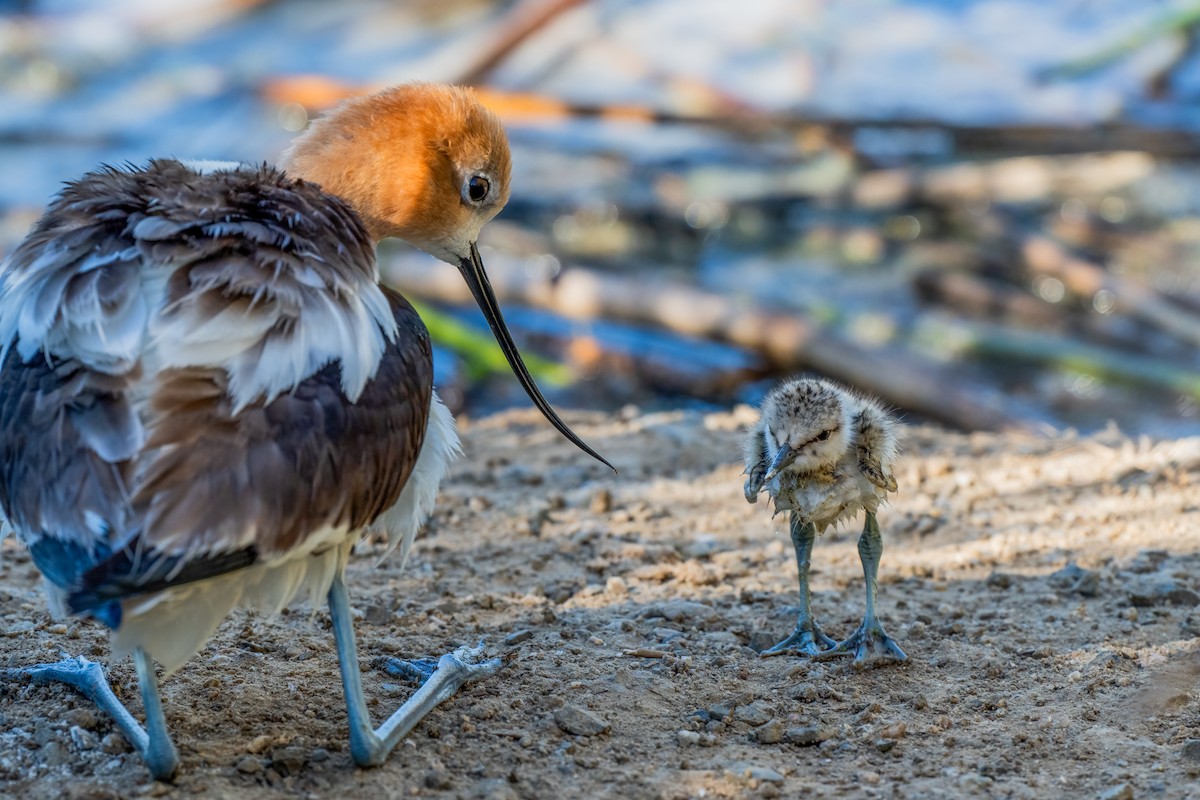 American Avocet - David Ornellas