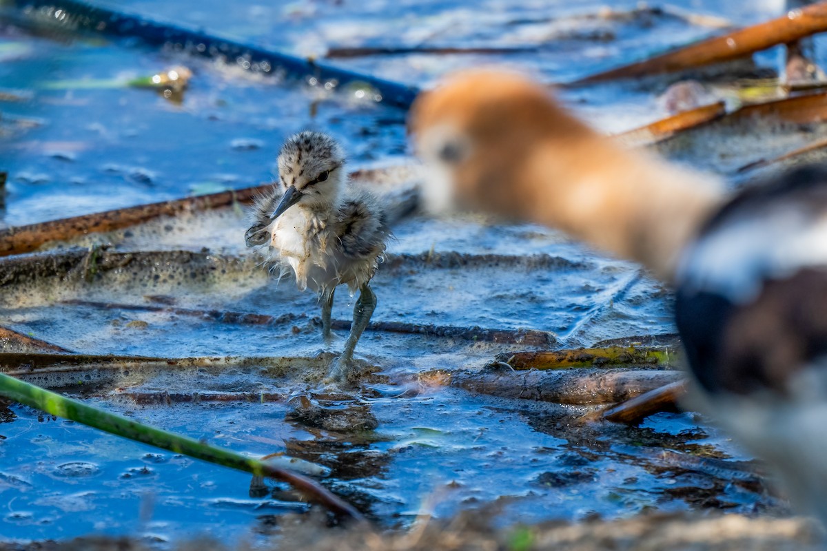 Avoceta Americana - ML620799333