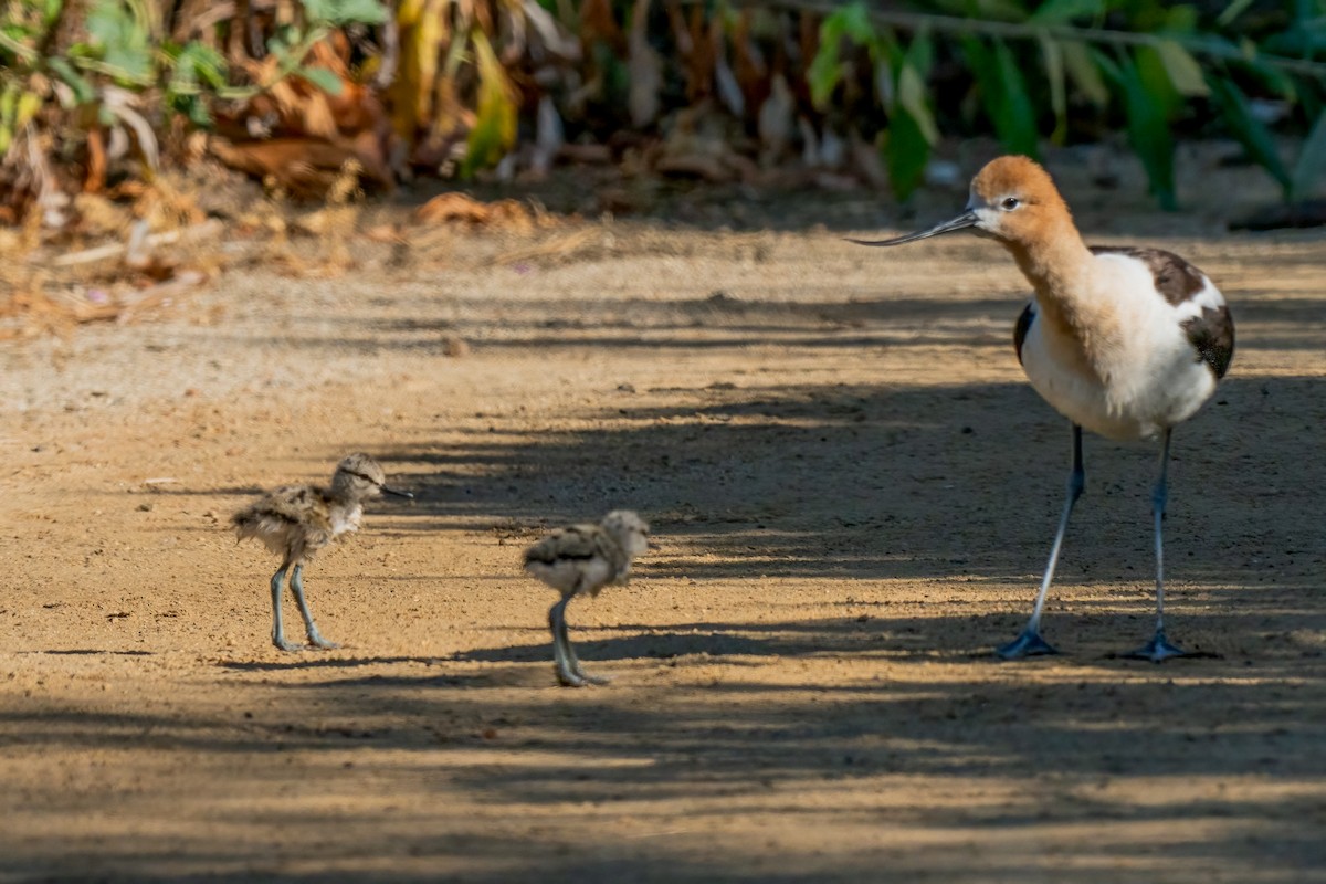 American Avocet - ML620799335